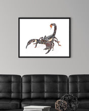 Load image into Gallery viewer, Emperor Scorpion