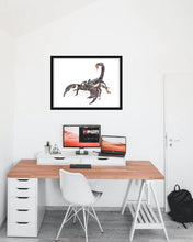Load image into Gallery viewer, Emperor Scorpion
