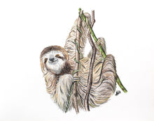 Load image into Gallery viewer, ENDANGERED ANIMALS - GIFT BOX PRINT SET