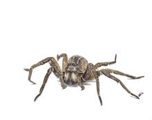 Load image into Gallery viewer, INSECTS - GIFT BOX PRINT SET