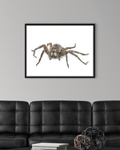 Load image into Gallery viewer, Wolf Spider
