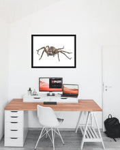 Load image into Gallery viewer, Wolf Spider