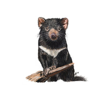 Load image into Gallery viewer, Tasmanian Devil