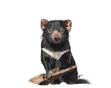 Load image into Gallery viewer, AUSTRALIA - GIFT BOX PRINT SET