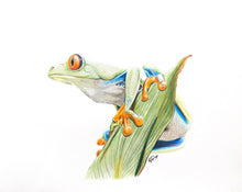 Load image into Gallery viewer, Red-eyed Tree Frog