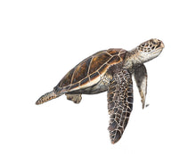 Load image into Gallery viewer, ENDANGERED ANIMALS - GIFT BOX PRINT SET