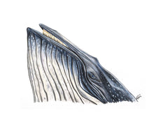 Load image into Gallery viewer, Blue Whale