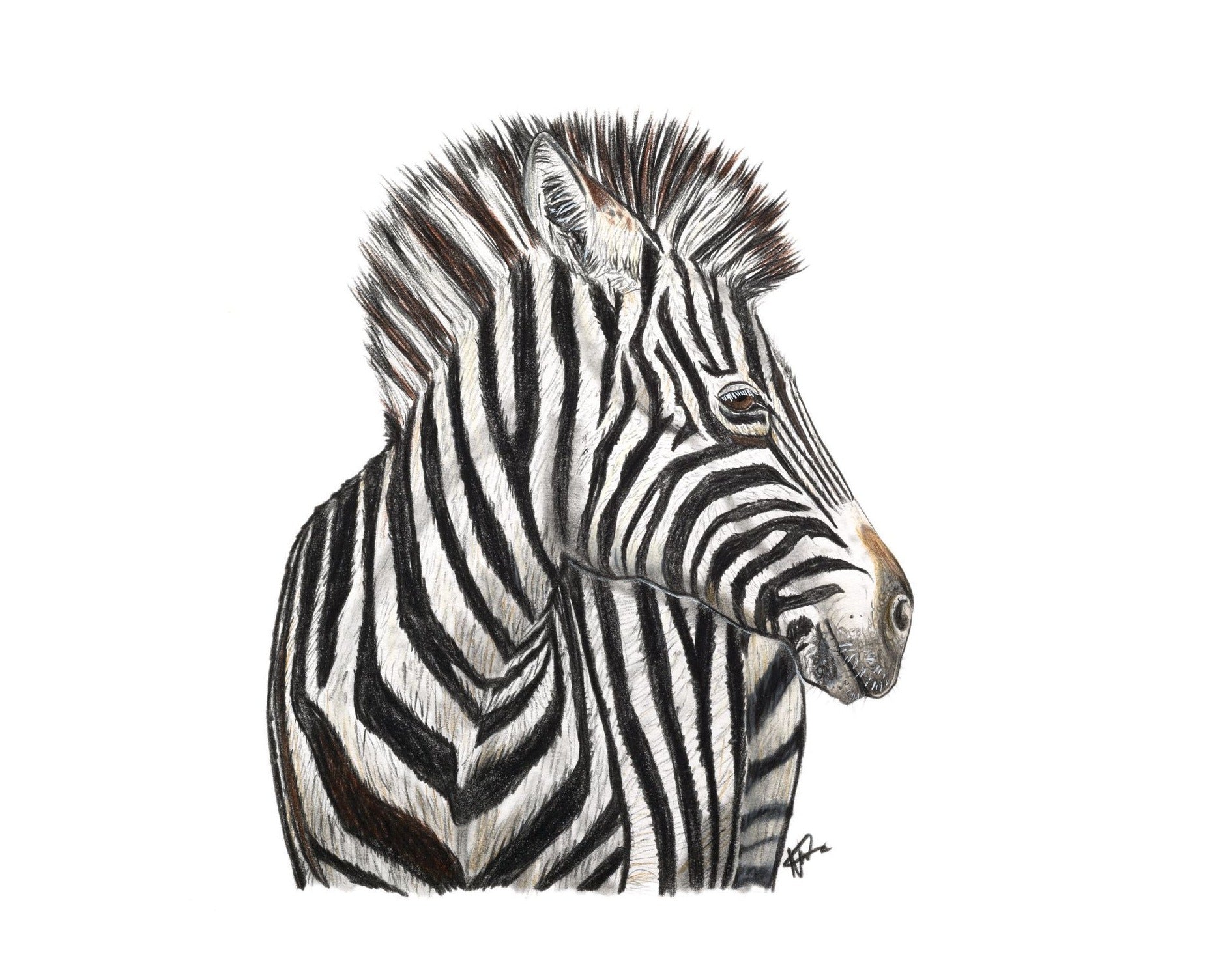 Imperial Zebra – The Artwork of Nathan McCarron