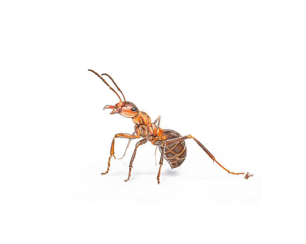 Carpenter Ant