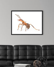 Load image into Gallery viewer, Carpenter Ant
