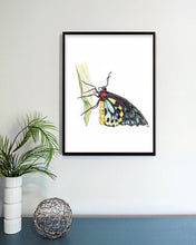 Load image into Gallery viewer, Cairns Birdwing Butterfly
