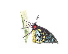 Load image into Gallery viewer, Cairns Birdwing Butterfly
