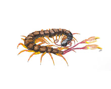 Load image into Gallery viewer, Flag Tailed Centipede
