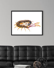 Load image into Gallery viewer, Flag Tailed Centipede
