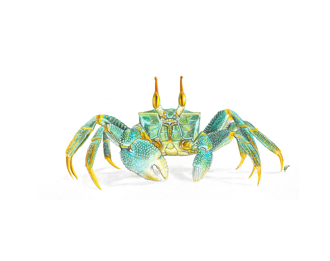Green Horned Ghost Crab