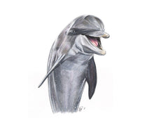 Load image into Gallery viewer, Bottlenose Dolphin
