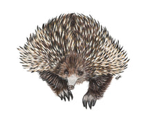 Load image into Gallery viewer, Echidna
