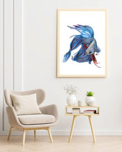 Load image into Gallery viewer, Siamese Fighting Fish
