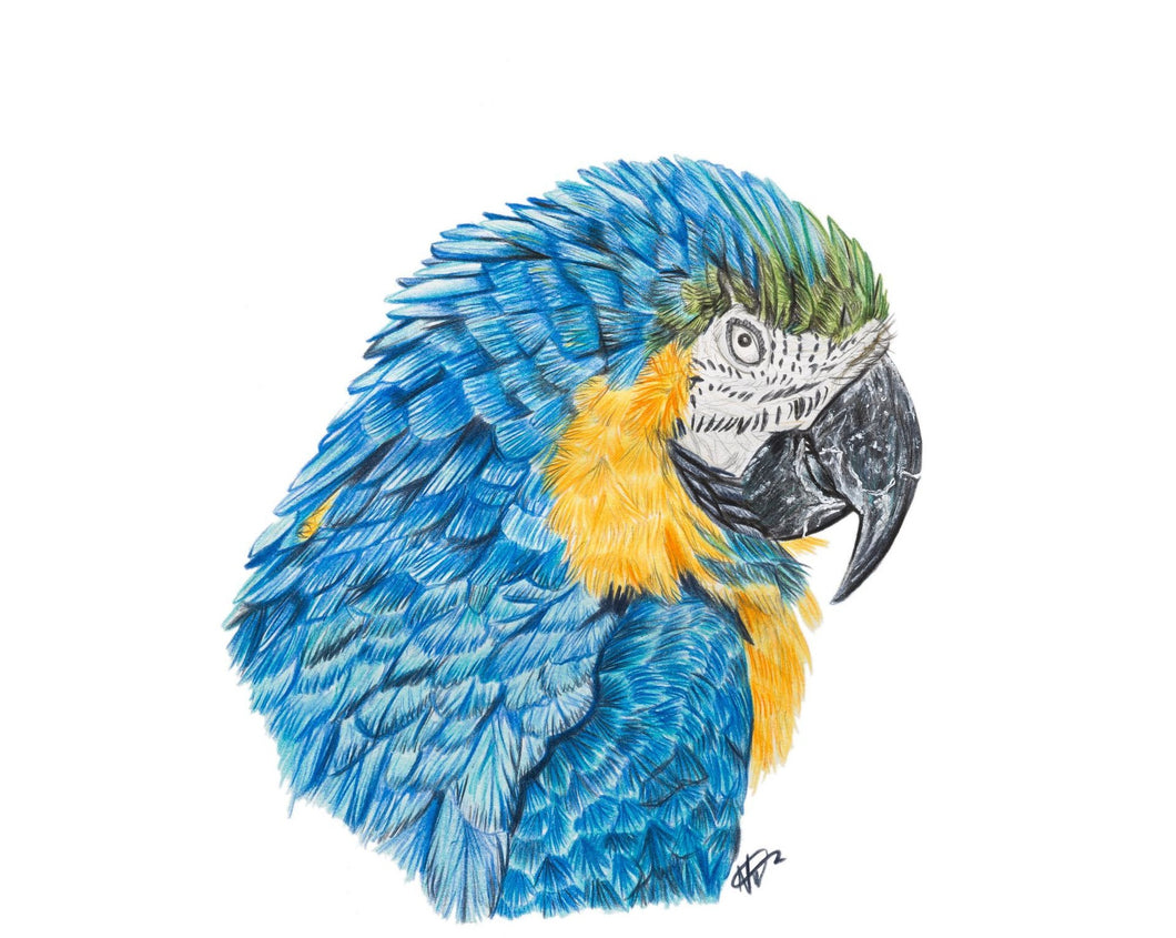 Blue-and-gold Macaw