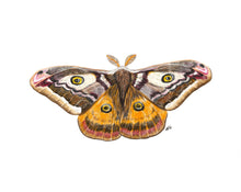 Load image into Gallery viewer, Small Emperor Moth
