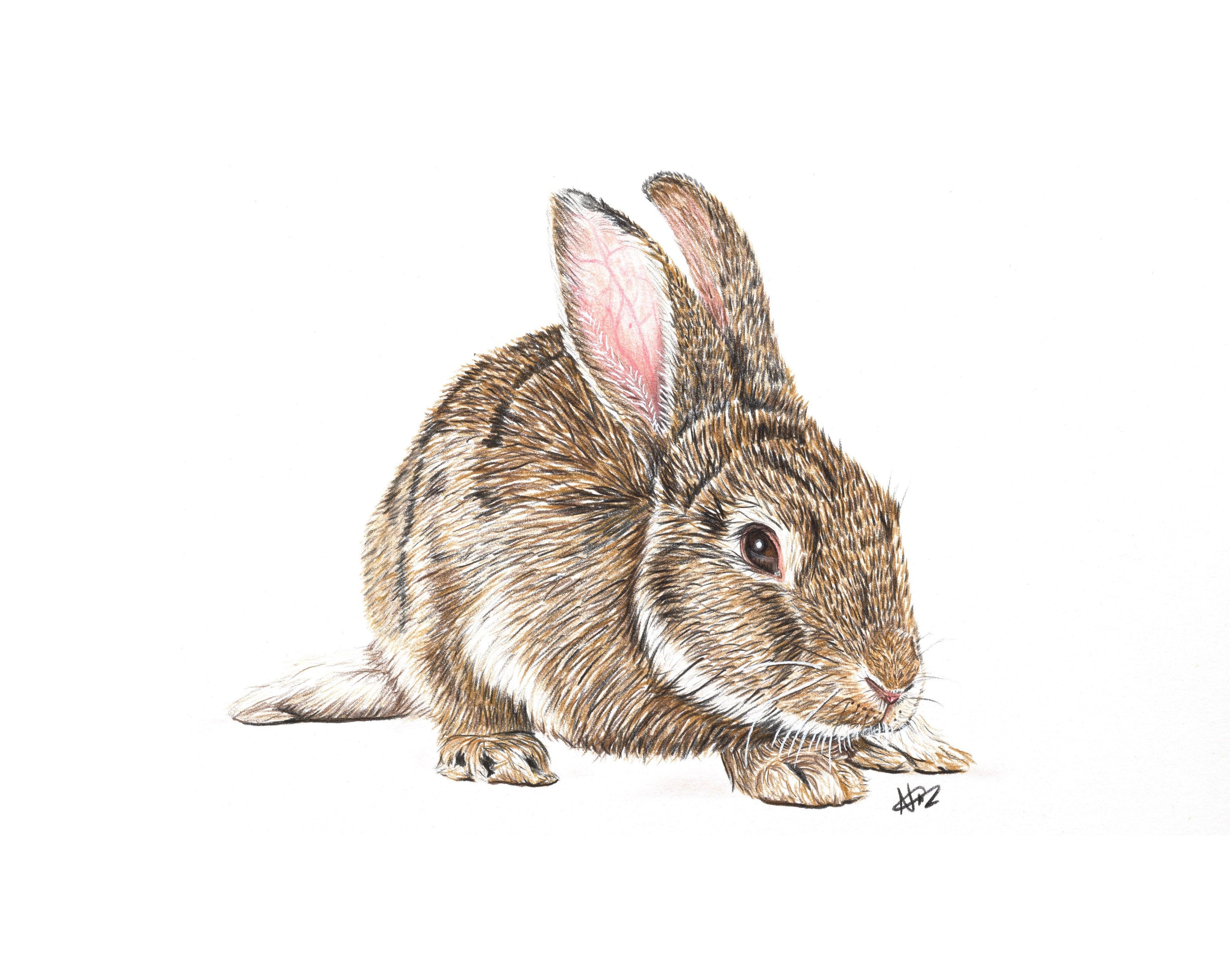 European Rabbit – The Artwork of Nathan McCarron