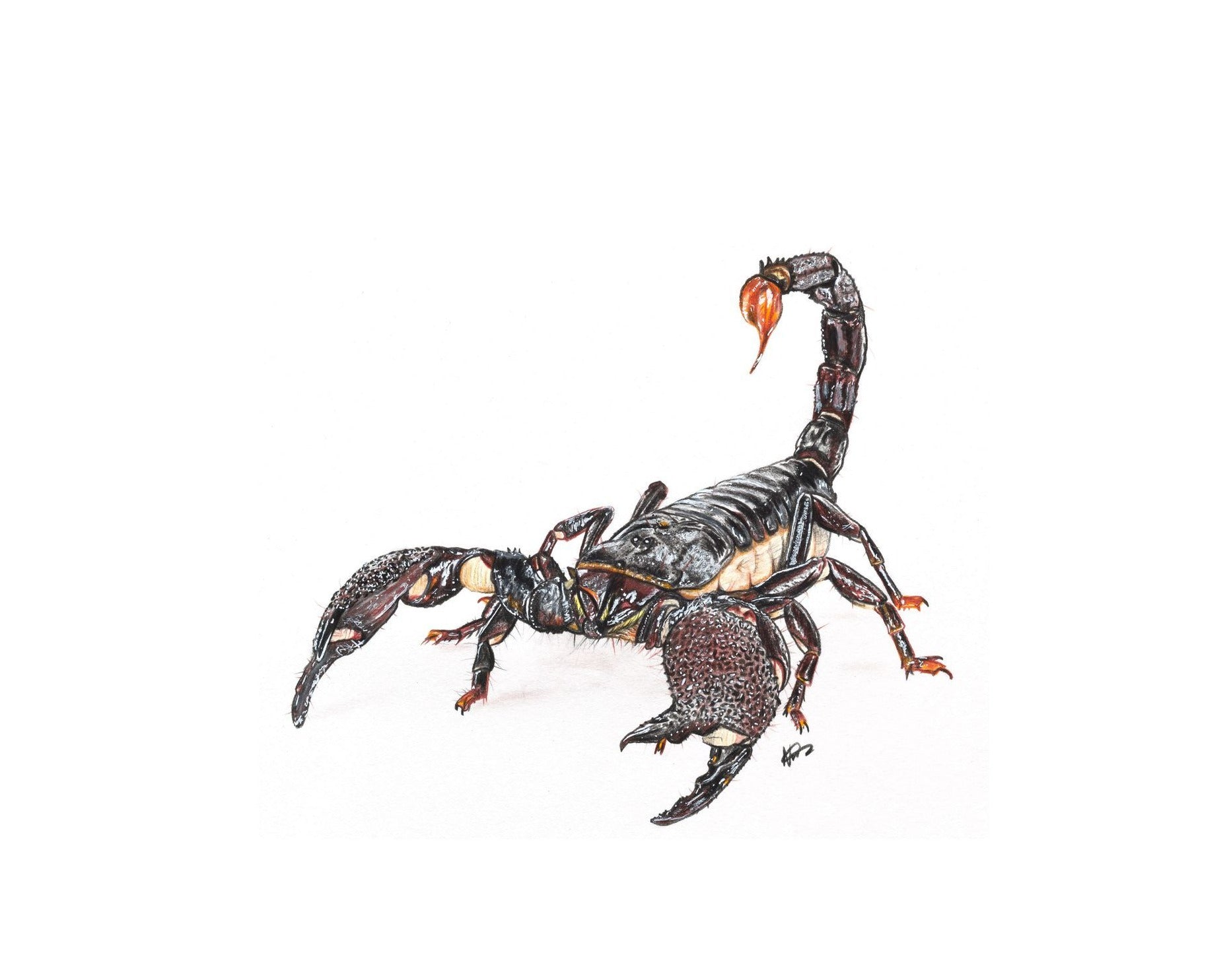 Emperor Scorpion – The Artwork of Nathan McCarron