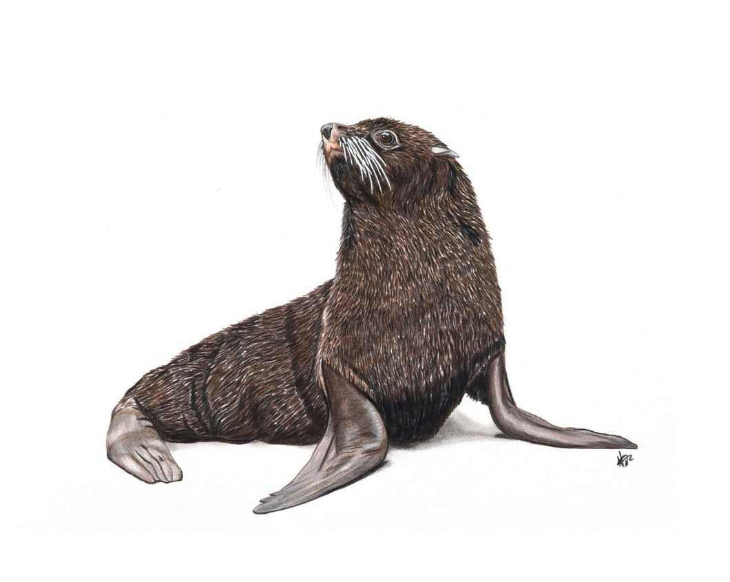 Galápagos Sea Lion