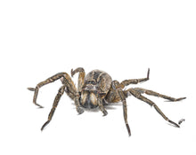 Load image into Gallery viewer, Wolf Spider
