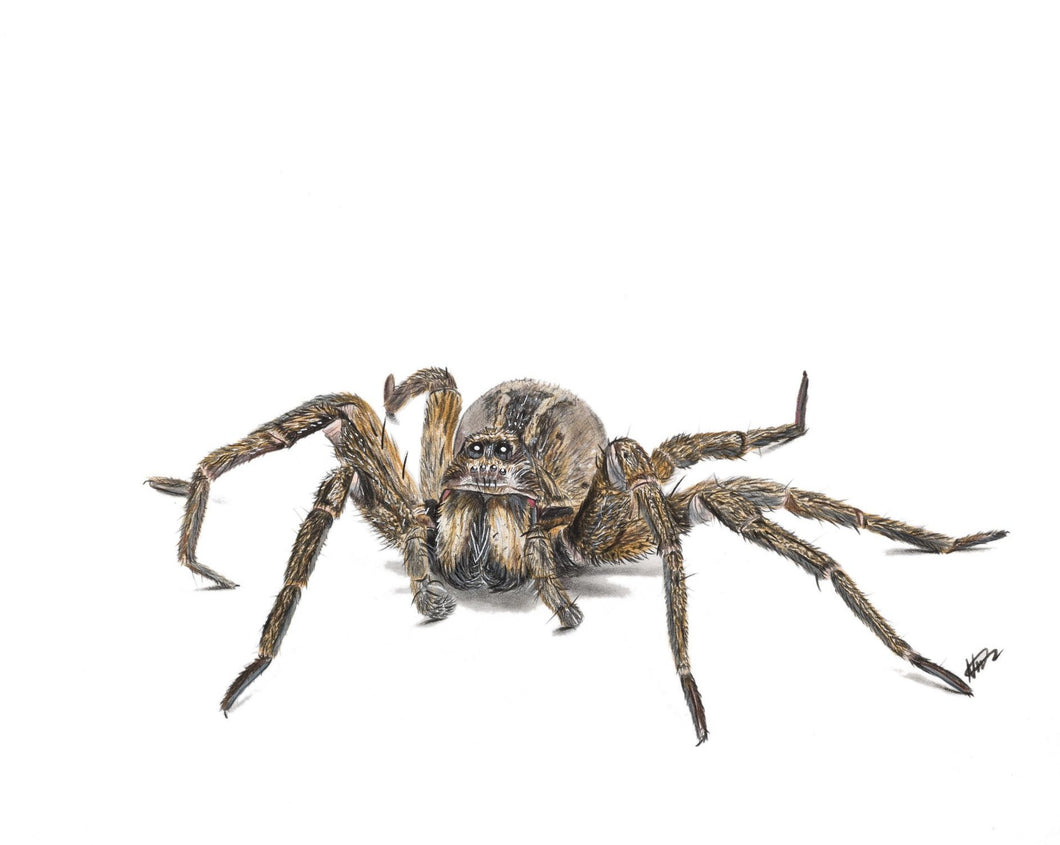 Wolf Spider