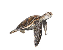 Load image into Gallery viewer, Green Sea Turtle
